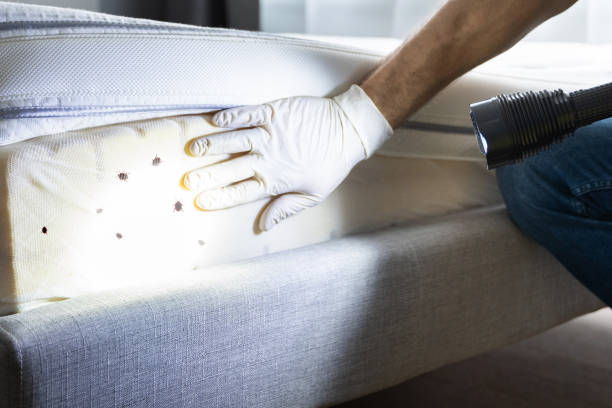 Pest Prevention Services in Brush Prairie, WA