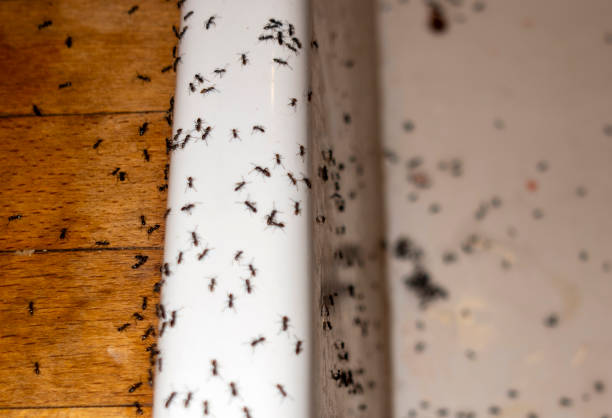 Best Mosquito Control Services  in Brush Prairie, WA
